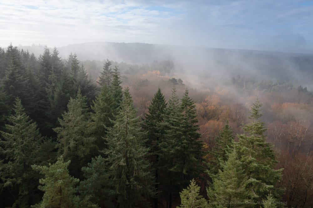Misty Pine forest