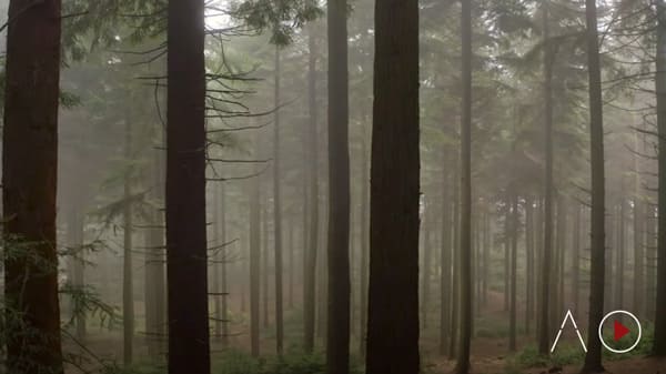misty pine forest