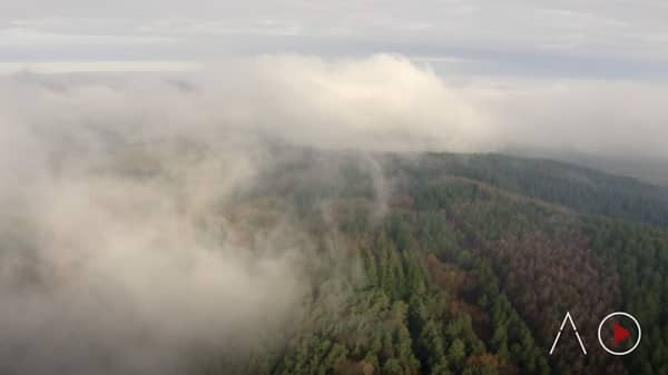 aerial view pine forest with clouds